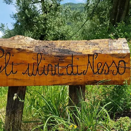 Gli Ulivi Di Nesso